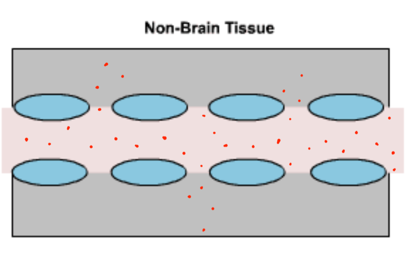 * Protects the brain from "foreign substances" in blood that may injure brain
* Protects brain from hormones and neurotransmitters in rest of body
  * Maintains constant environment for brain