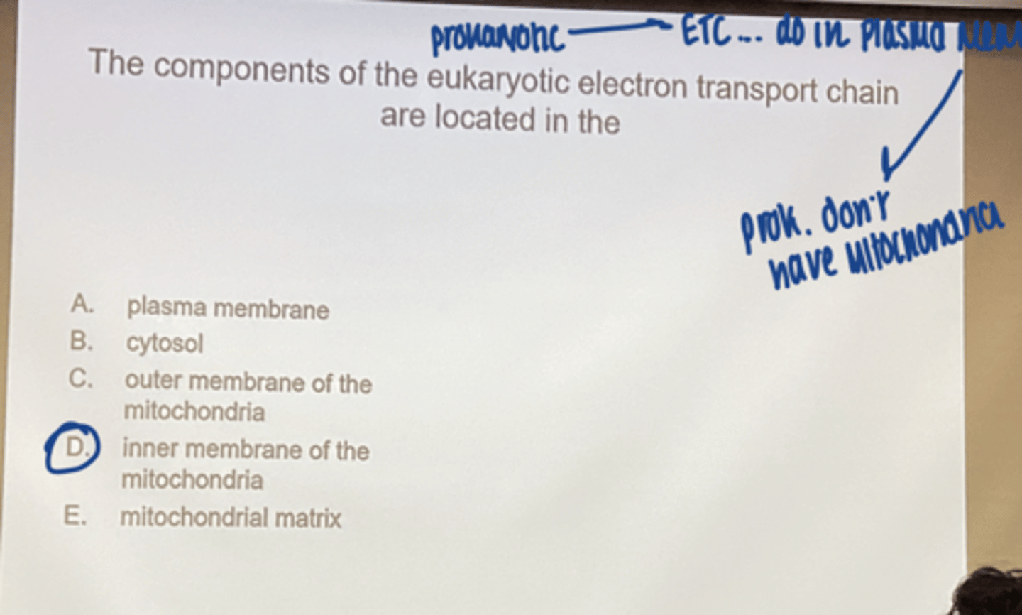 <p>inner membrane of mitochondria</p>