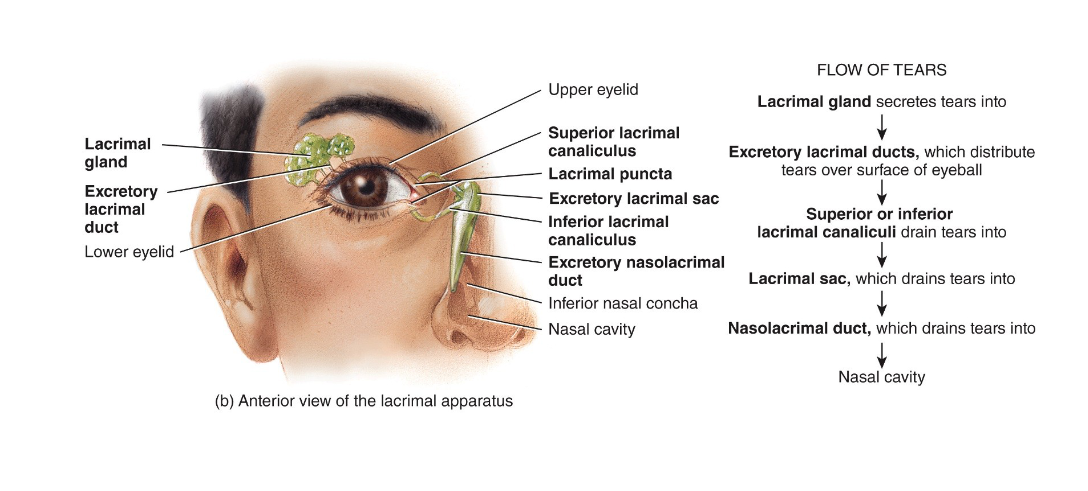 <ol><li><p>lacrimal glands</p></li><li><p>lacrimal ducts</p></li><li><p>lacrimal puncta</p></li><li><p>lacrimal canaliculi</p></li><li><p>lacrimal sac</p></li><li><p>nasolacrimal ducts carry tears into nasal cavity</p></li></ol><p></p>