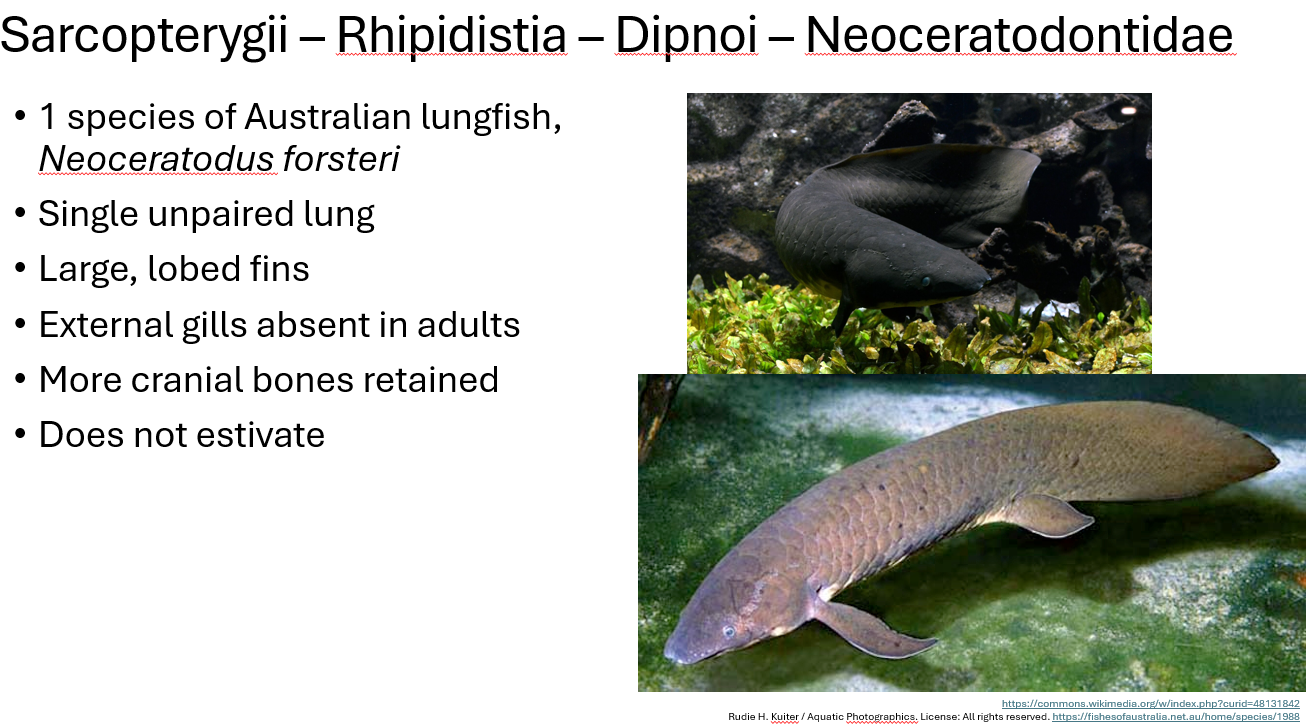 <p><span>•Single unpaired lung</span></p><p><span>•Large, lobed fins</span></p><p><span>•External gills absent in adults</span></p><p><span>•More cranial bones retained</span></p><p><span>•Does NOT estivate</span></p><p><span>1 species of Australian lungfish, </span><em><span>Neoceratodus forsteri</span></em></p>