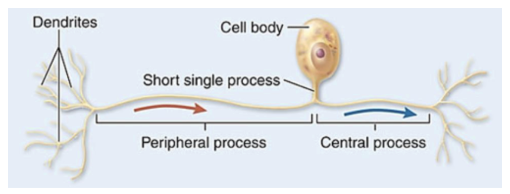 <ul><li><p>one process from cell body that divides into 2 processes </p></li><li><p>peripheral process carries sensory info from skin to cell body</p></li><li><p>central process travels to the CNS</p></li></ul><p></p>