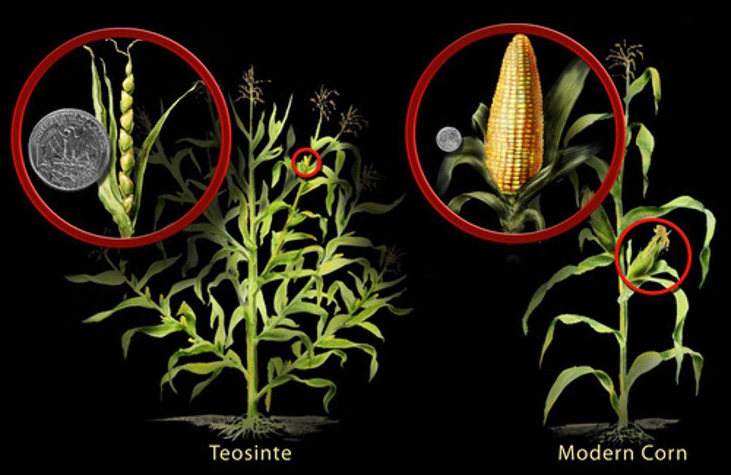 <p>Form of artificial selection (ex. wild plant modified into modern corn plant)</p>