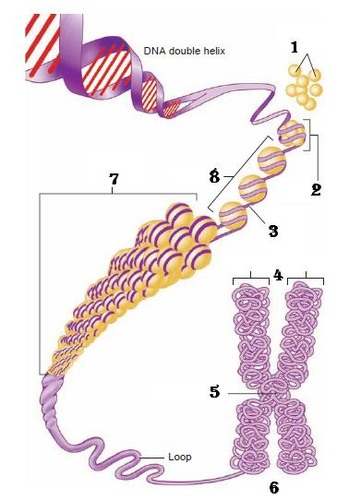 This is the process of how DNA is packed. In this process, DNA is wound tightly around histones to form nucleosomes.