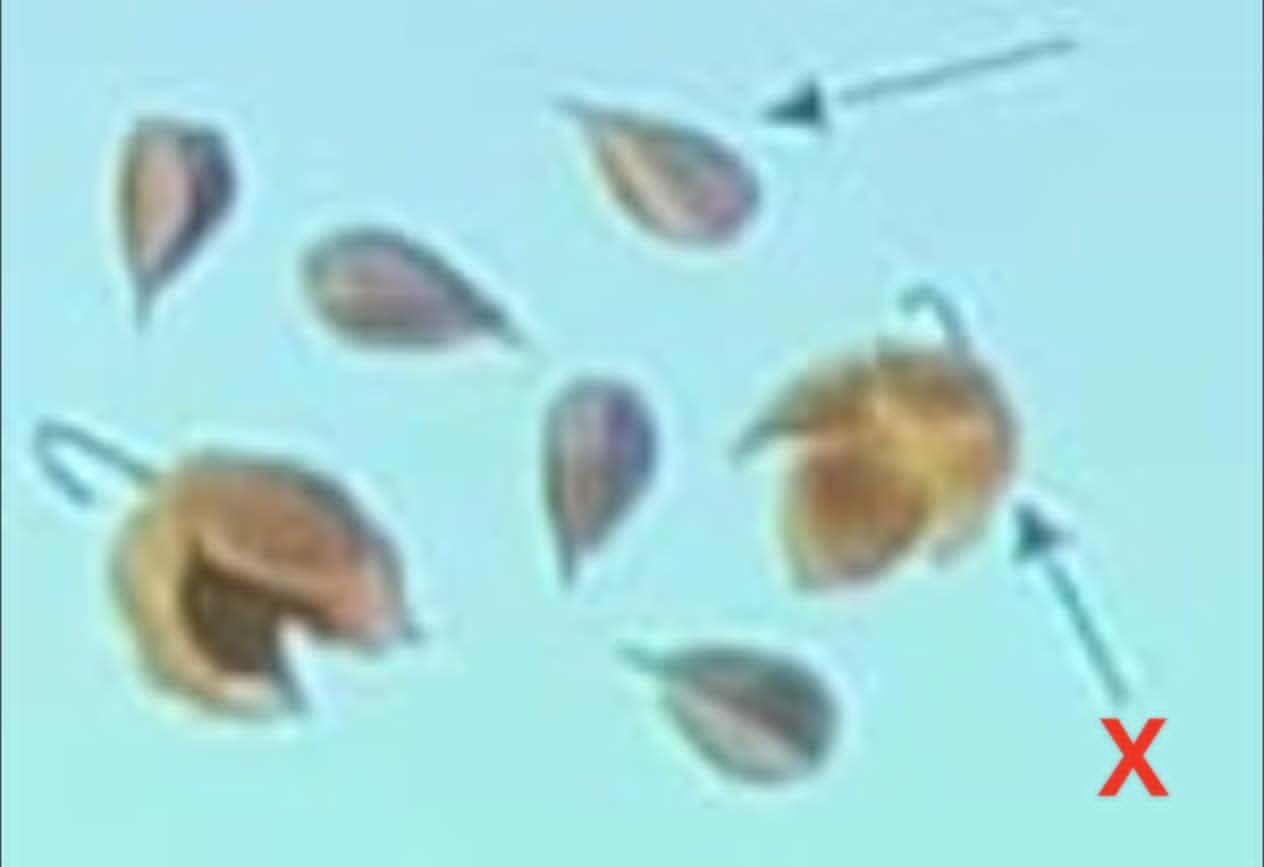 term image