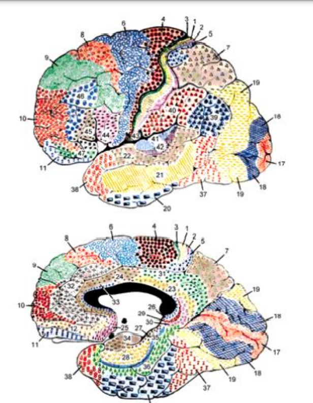 <p>Les 52 aires de Brodmann (notée par les initiales BA et son numéro ex : BA 5) : cytoarchitectonique microscopique du cortex = type, nombre de cellules et types de connexions.</p><p>Il s’agit d’un système encore un peu utilisé MAIS :</p><p>✓ Classification purement anatomique = difficile à appliquer cliniquement car il est difficile de savoir ce que ces aires font d’un niveau fonctionnel.</p><p>✓ Difficile de les identifier car il y a des différences interindividuelles.</p><p>✓ Quid du cortex en profondeur, et des sillons = seule la surface est cartographiée.</p><p>En clinique, nous utilisons un système plus simple : celui de Marsel Mesulam (1998) // cerveau du singe macaque.</p>