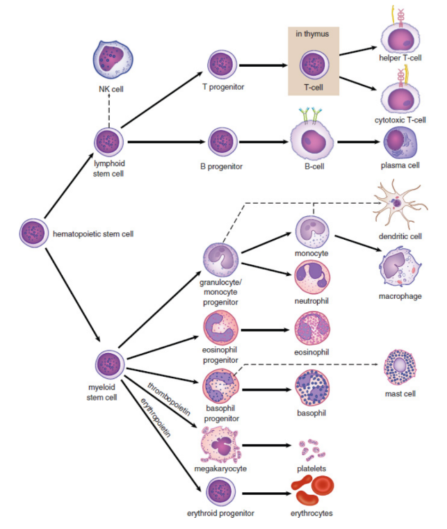 <p>production of blood cells and platelets; triggered by a number of hormones, growth factors, and cytokines</p>