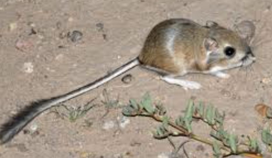 <p>Kangaroo rats / Pocket mice</p>