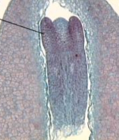 <p>what is the line pointing at</p>