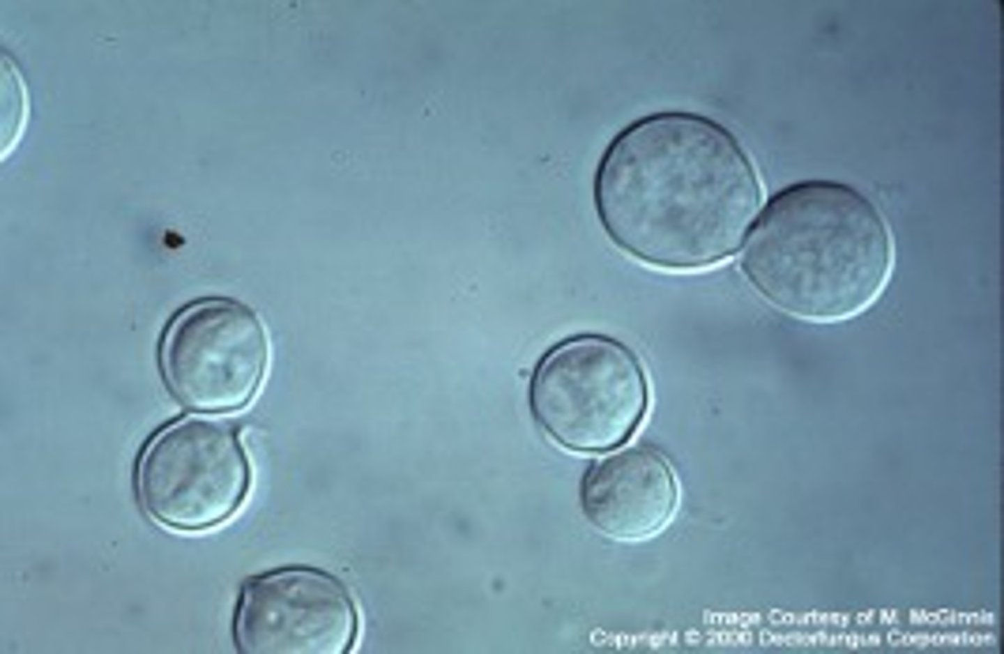 <p>(Yeast form)</p>