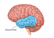 <p>Temporal Lobe Function</p>