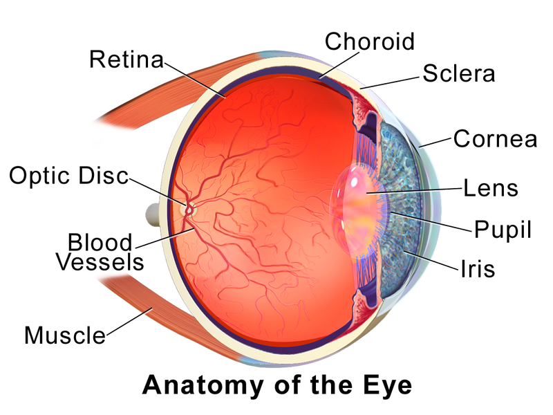 <p>blood vessels in eye, nourishes retina</p>