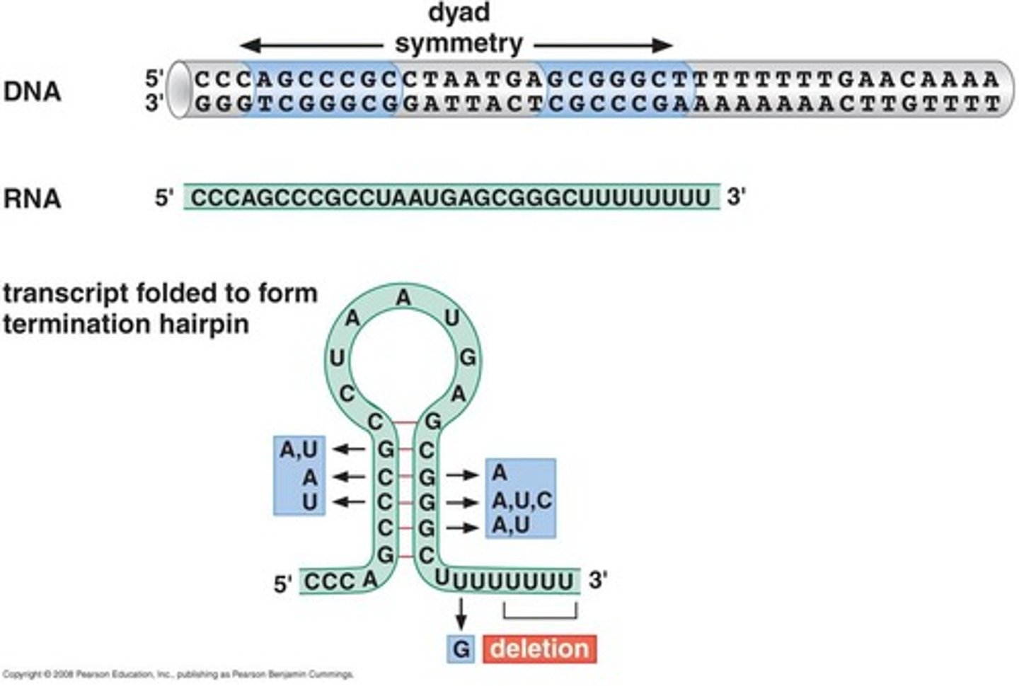 <p>1. RNA transcript is synthesized on the template strand by (RNA poly.)</p><p>----------------------</p><p>2. G-C-rich regions on RNA transcript forms stem-loop structure (due to palindromic sequences on RNA transcript)</p><p>----------------------</p><p>3. stem-loop (with a uracil rich sequence) will reduce the length of the RNA-DNA hybrid allowing for physical traction to occur</p><p>----------------------</p><p>4. A-T rich regions forms a weak link within DNA strand allowing for the termination of transcription</p>