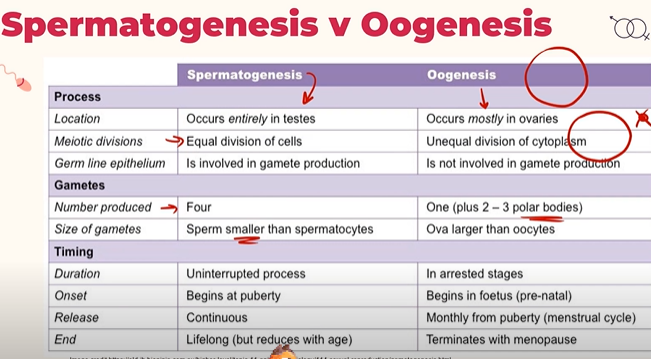<p>Spermatogenesis:<br>- Occurs entirely in the testes<br>-Cells are equally divided<br>-Four sperm cells are produced<br>-Sperm is smaller than spermatocytes</p><p>-Begins at puberty and is continuous, going on until death, but reduces with age.</p><p><br>Ooogenesis:<br>-Occurs mostly in the ovaries<br>-Cytoplasm is unequally divided, you end up with one giant egg cell, and another smaller cell called a polar body</p><p>-Begins in the fetus and is monthly until menopause</p>