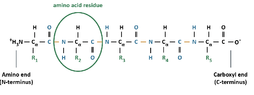 * amino acids are attached in a linear array to create the primary structure of the protein = a polypeptide chain
* 20 different amino acids are incorporated into newly synthesized polypeptide