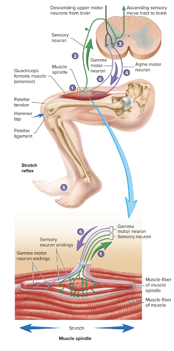 muscles contract dues to stretching force detected by muscle spindle

no interneuron

sensory neurons synapse with alpha motor neurons with cause muscles to contract