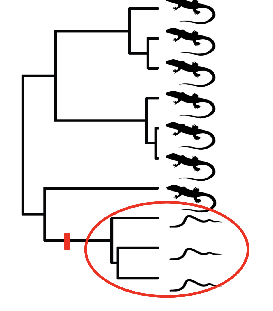 <p>A trait is ancestral when it is inherited in its present form from the MRCA of a clade. </p>