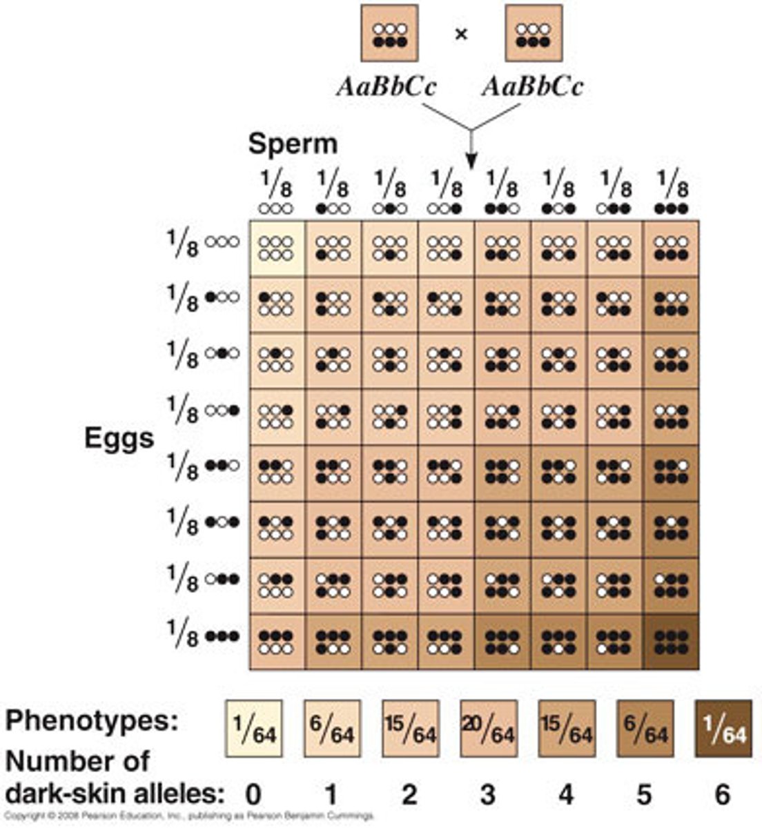 <p>Require more than one gene (allele) to determine trait.</p><p>Skin tone is determined by 4-6 genes—that means that there may be six different chromosomes involved!</p>