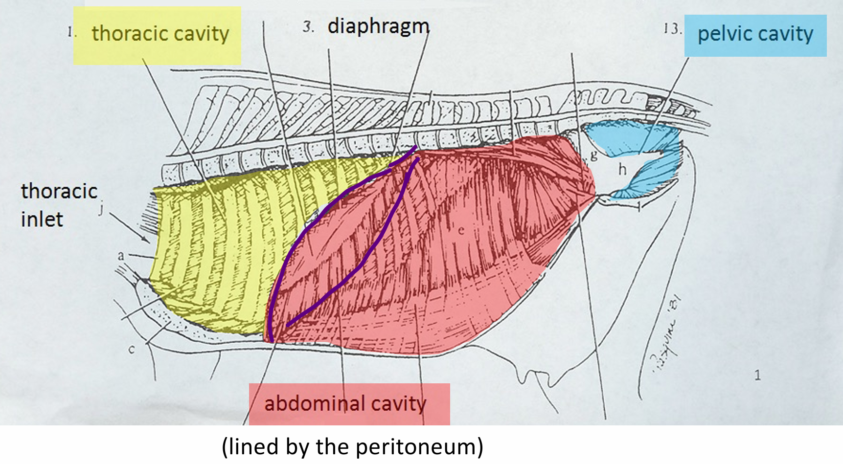 <ul><li><p>Thoracic cavity</p></li></ul><ul><li><p>Abdominal cavity</p><ul><li><p>Thoracic and abdominal are divided by the diaphragm</p></li></ul></li><li><p>Pelvic cavity</p></li></ul><p></p>