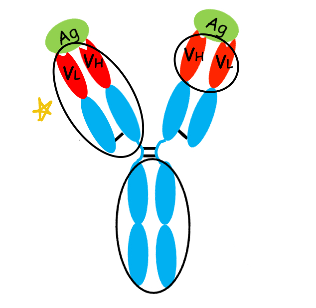 <p>what is this region of the antibody?</p>