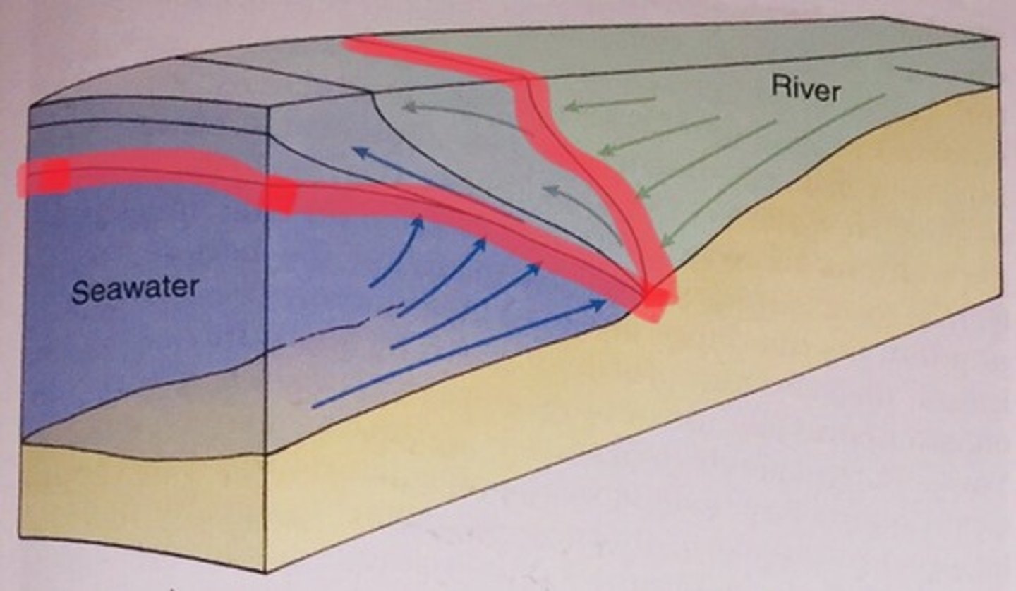 <p>angled boundary between saltwater and freshwater in an estuary caused by rapid river flow that prevents saltwater from mixing with freshwater</p>