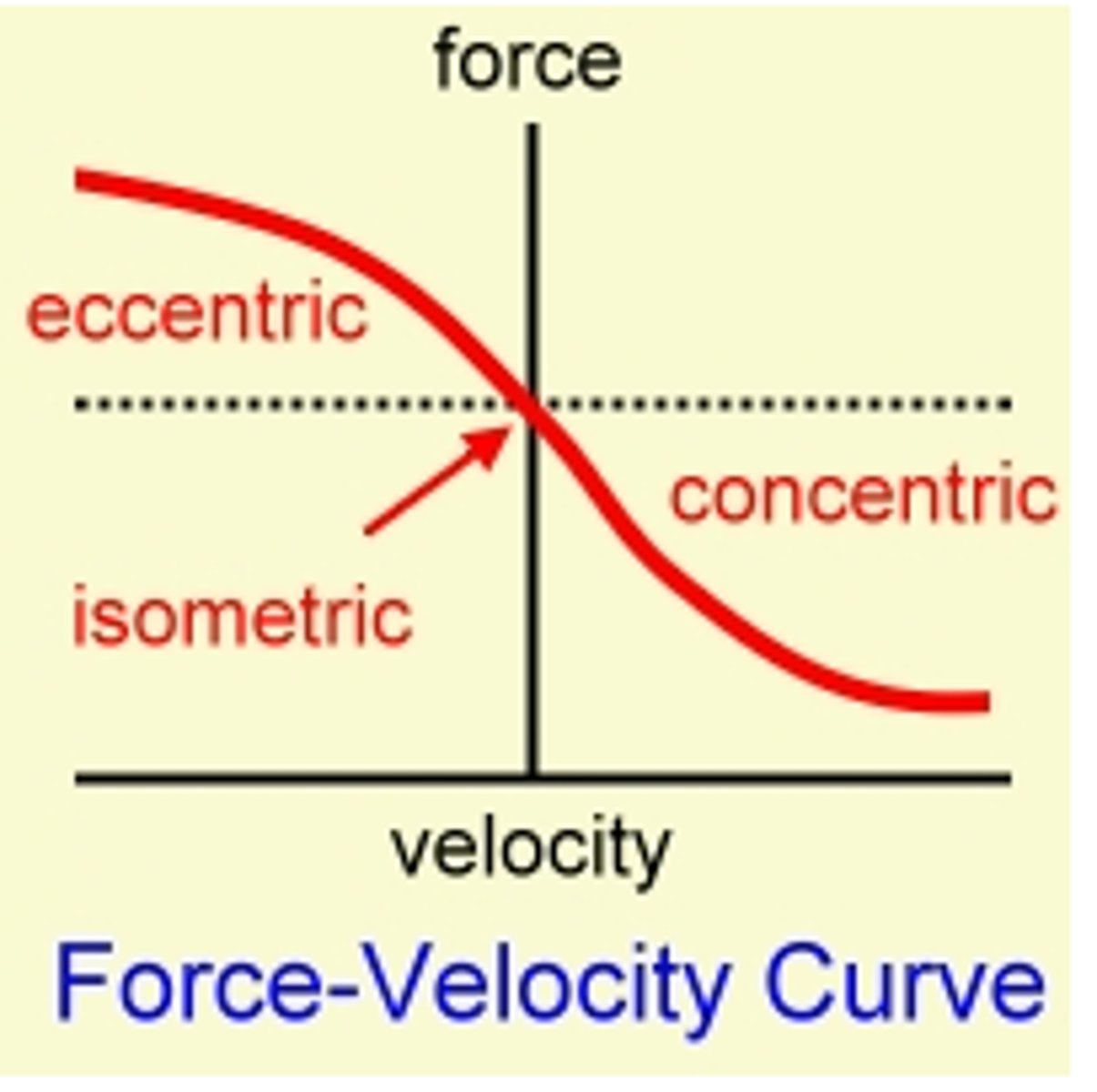 <p>- Eccentric:</p><p>o Slower: decreased force</p><p>o Faster: increased force</p><p>- Concentric</p><p>o Slower: increased force</p><p>o Faster: decreased force</p>