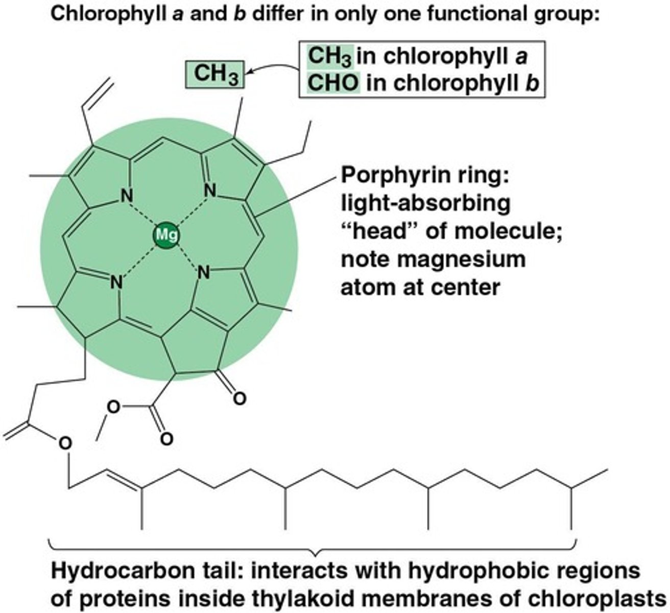 <p>Chlorophyll absorbs light energy, primarily in the violet, red, and blue wavelengths.</p>