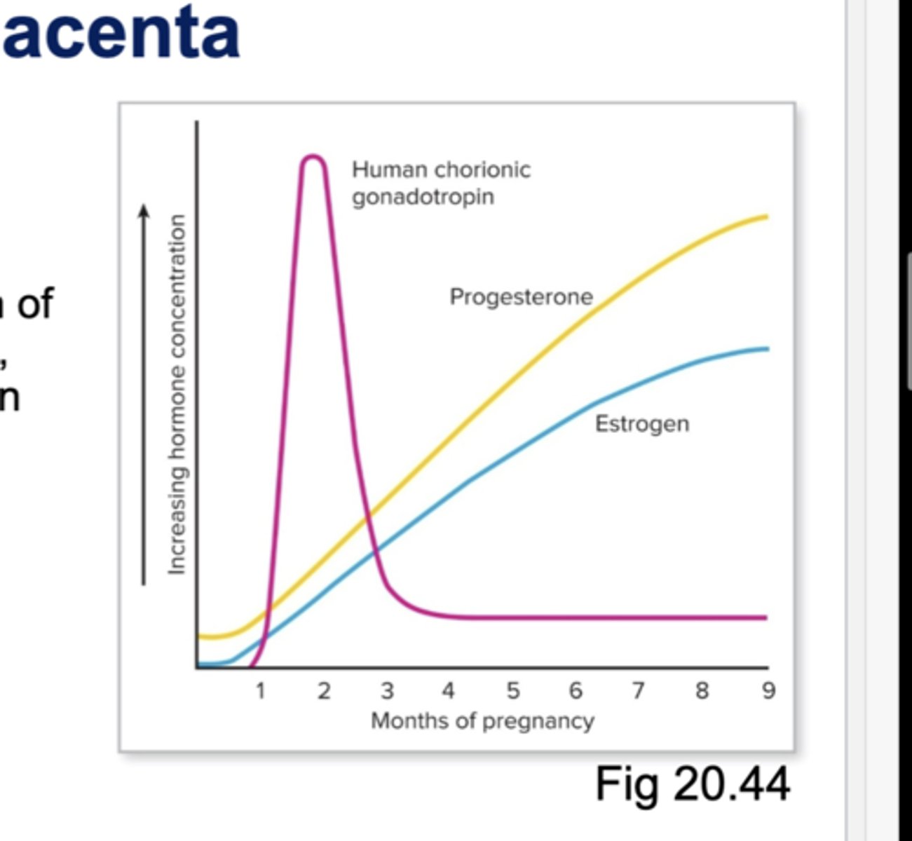 <p>☆ In weeks 1-10, blastocyst cells secrete human chorionic gonadotropin (hCH)</p><p>- Maintains Cl and secretion of estradiol and progesterone, and to prevent menstruation</p><p>☆ CL regresses in week 5-6, and then placenta secretes progesterone and estrogen to maintain pregnancy</p>