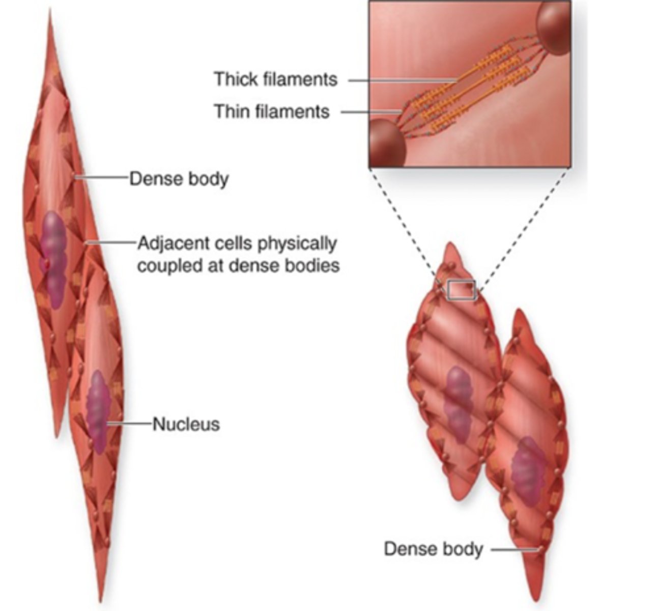 <p>Dense bodies function as transmitters of ?</p>