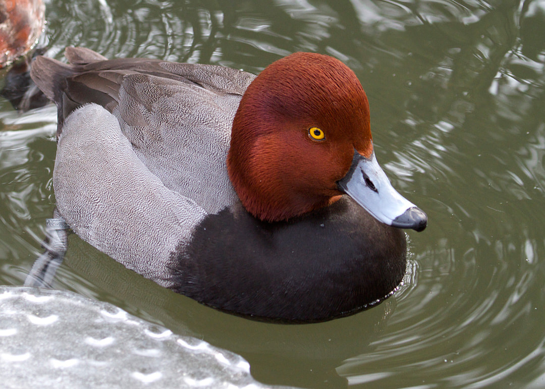 <p>Males have red head and black breast. Often in coastal ponds.</p>
