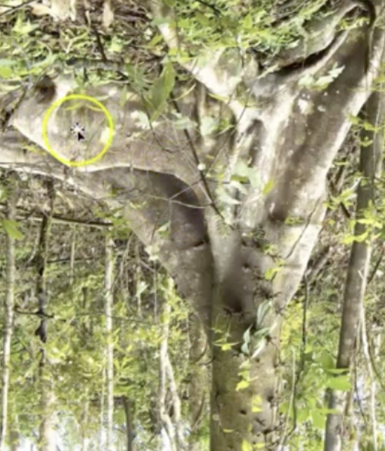 <p>they have symbols= ancestors, canoe, animals (hornbill +flying fox)=eat the fruit of trees=fruit represent head</p><p>come from the man grove tree</p><p> they have a chemen=male part</p>