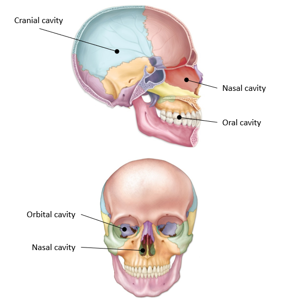 <p>-contain eyeballs, blood vessels, muscles, nerves, and lacrimal glands that secrete tears</p><p>-formed by frontal, sphenoid, ethmoid, zygomatic, palantine, maxilla, and lacrimal bones</p>