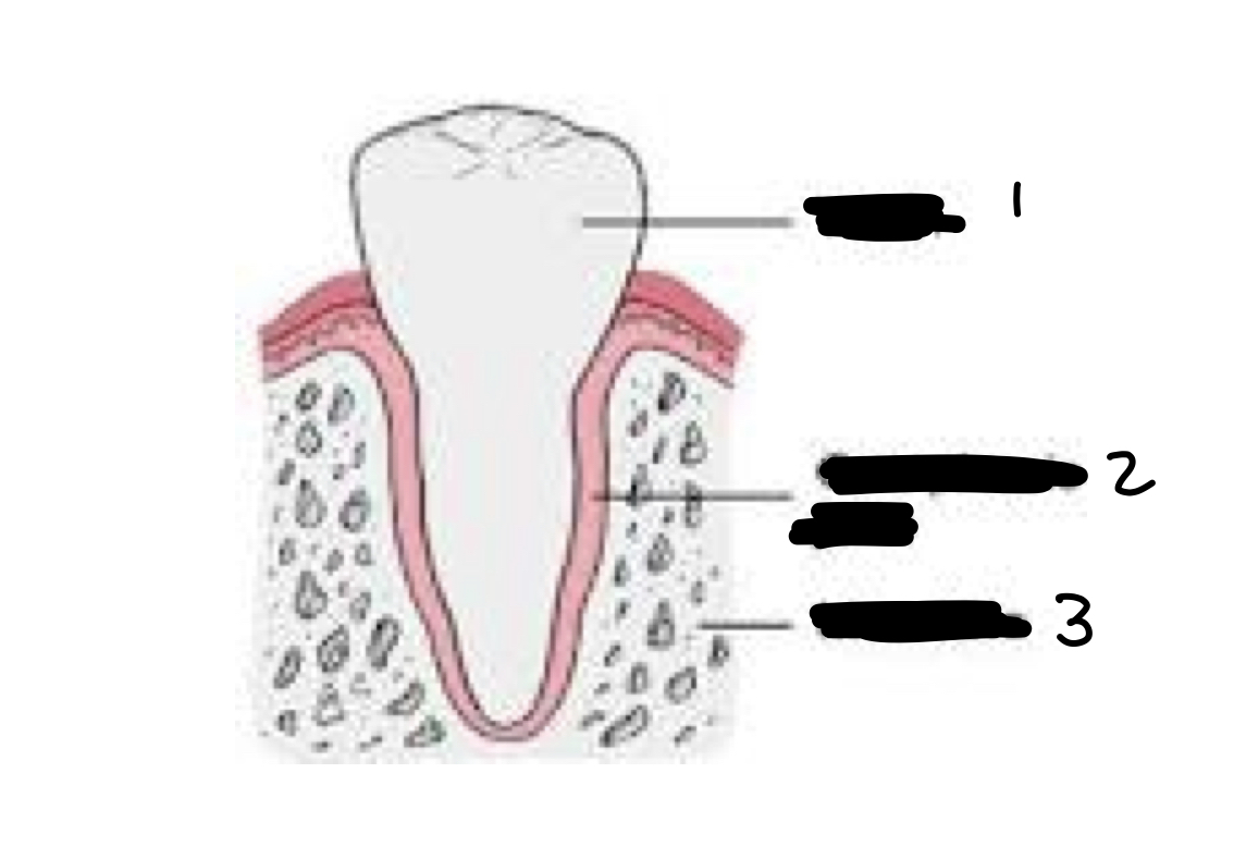 <ol><li><p>tooth</p></li><li><p>gomphosis joint</p></li><li><p>mandible</p></li></ol>