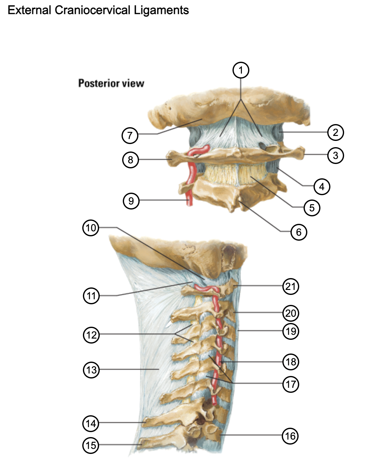 <p>14</p>