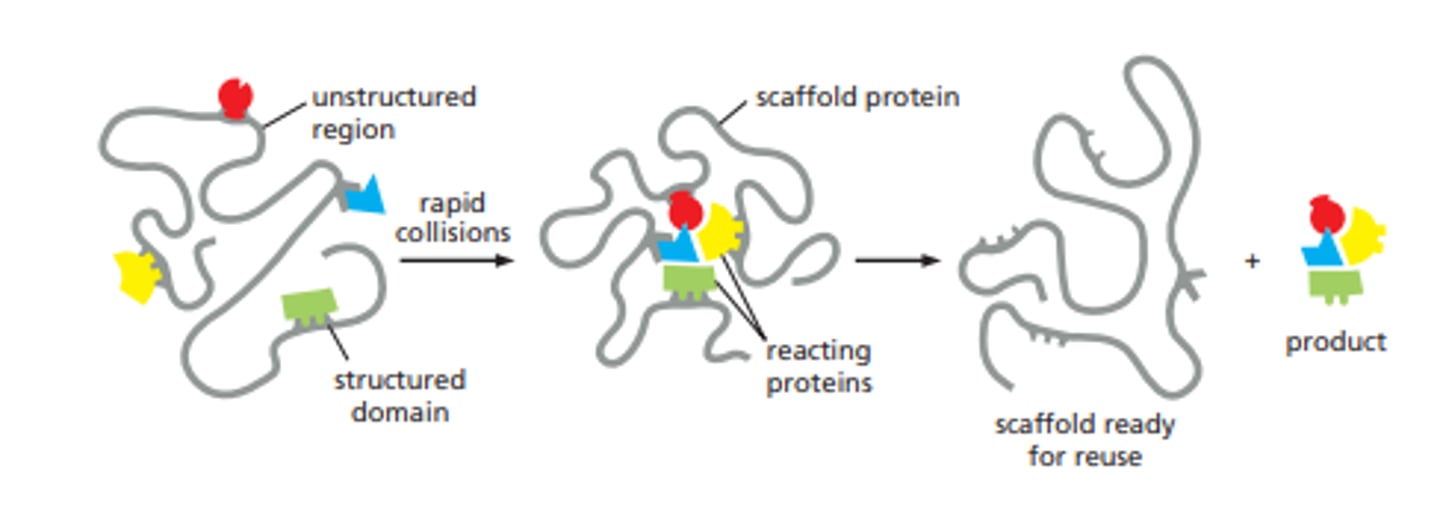 <p>proteins with binding sites for multiple other proteins (link and position the proteins)</p>