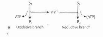 <p>What is a Stickland reaction?</p>