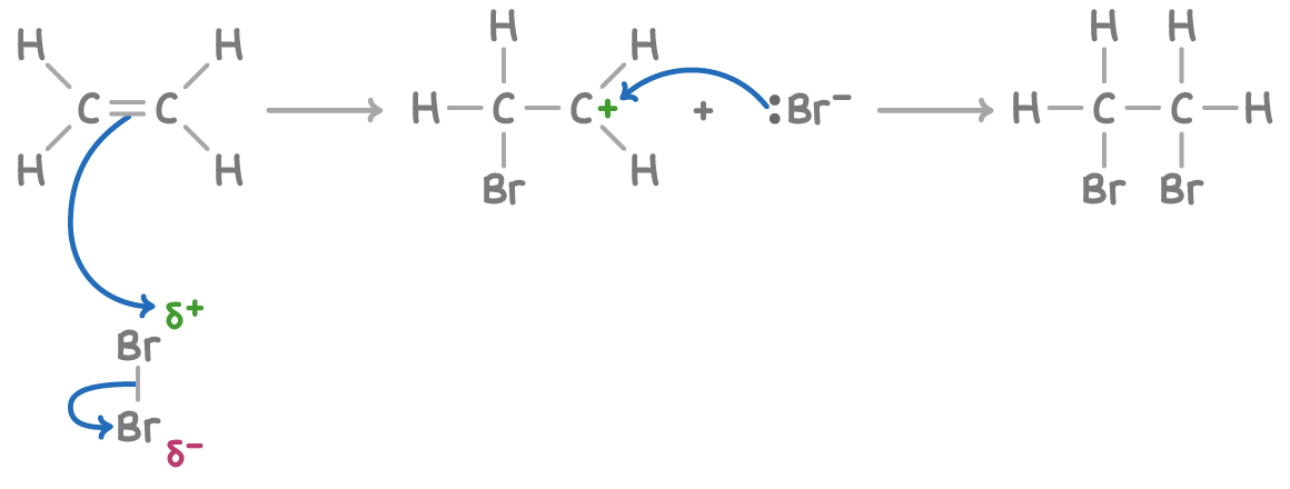 <ol><li><p>Halogens will react with alkenes to form dihaloalkanes, the halogens add across the double bond, and each of the carbon atoms ends up bonded to one halogen atom. It is an electrophilic addition reaction.</p></li><li><p>You can use bromine water to test for carbon double bonds</p></li></ol><ul><li><p>When you shake an alkene with orange bromine water, the solution quickly decolourises.</p></li><li><p>This is because bromine is added across the double bond to form a colourless dibromoalkane.</p></li></ul><p>(DESCRIPTION OF REACTION MECHANISM)</p><ol><li><p>The double bond repels the electrons in Br<sub>2</sub>, polarising the Br-Br.</p></li><li><p>Heterolytic fission of Br<sub>2</sub>. The closer Br gives up the bonding electrons to the other Br and bonds to the C atom.</p></li><li><p>You get a positively charged carbocation intermediate. The Br<sup>-</sup> now moves…</p></li><li><p>And bonds to the other Carbon, forming 1,2-dibromoethane.</p></li></ol><p></p>