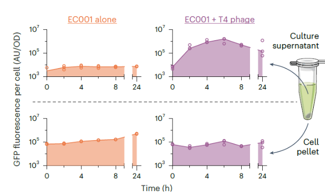 <p>Experimental: With phage </p>