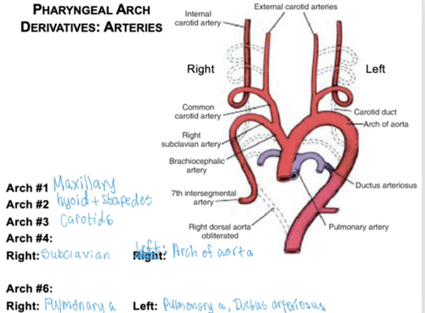 <p>Common carotid and internal carotid arteries.</p>