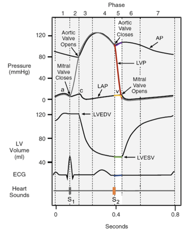* semilunar valves close
* heart sound #2
* ventricles enter diastole
* AV valves are still closed thus volume of blood doesn’t change = isovolumetric relaxation
  * LVESV = left ventricle end systolic volume