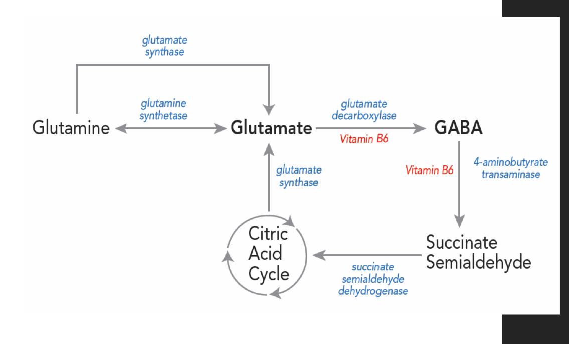 <p>Two sources of glutamate synthesis </p>