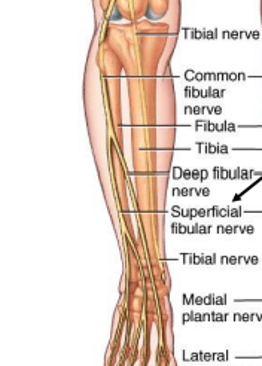 <p>Superficial peroneal supplies innervation to the muscles of the lateral compartment of the leg. It then innervates the skin along the distal aspect of the anterior surface of the leg, dorsum of the foot and digits 3 to 5.</p>