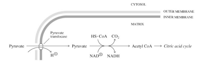 <p><span style="font-family: Arial, sans-serif">acetylCoA (2C) + CO2 (1C) + NADH</span></p>