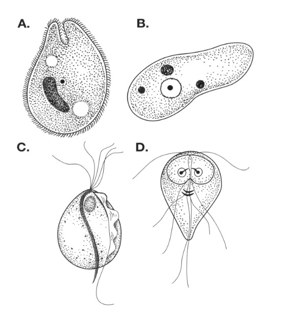 <p>what stage is this</p>