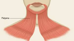 <p>Tension of the skin of&nbsp; neck&nbsp;</p>