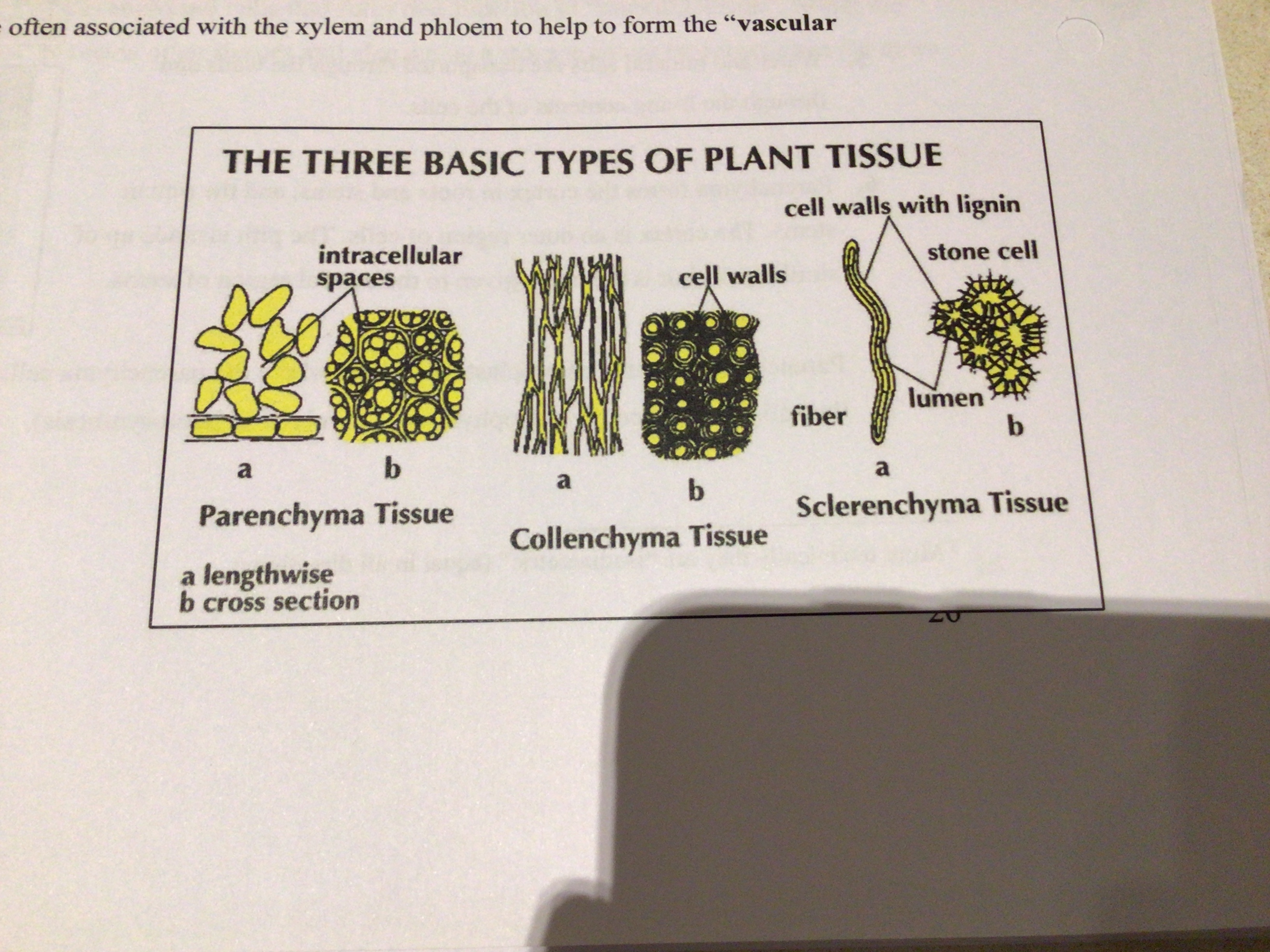Parenchyma tissue

Collenchyma tissue

Sclerenchyma tissue