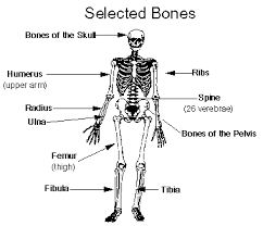 <p>skeletal system</p>