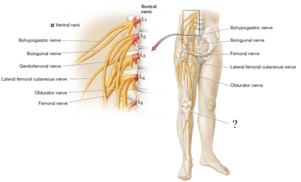 <p>once the femoral nerve passes the medial side of the knee, it becomes the _____ which supplies the knee joint, medial leg, and foot</p>
