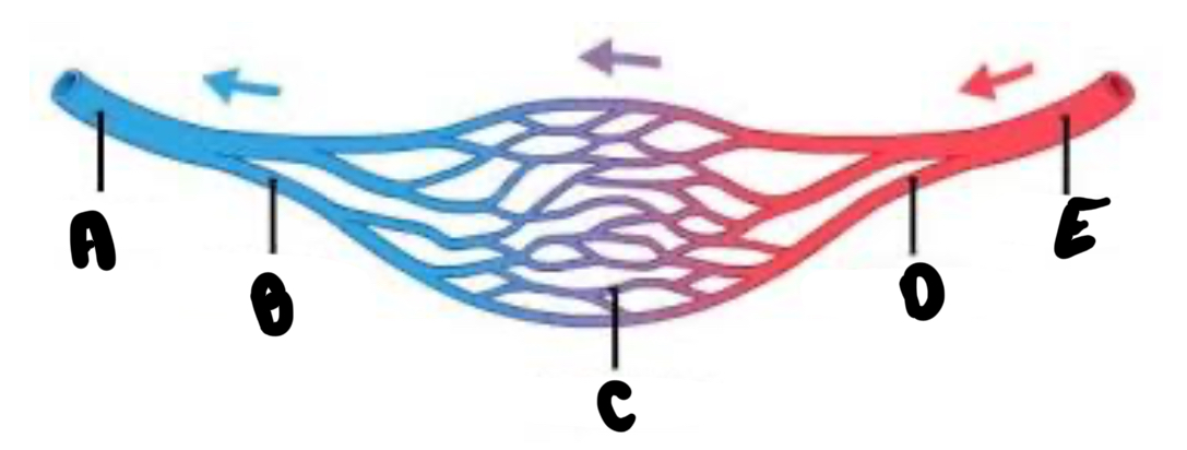 <p>Blood vessels: which is which?</p>