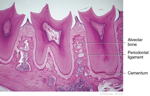 <p><span>The fibers also act as receptors necessary for the proper positioning of the jaws during normal functioning. The fibers allow you to feel light touch and pressure, as well as hot and cold. </span></p>
