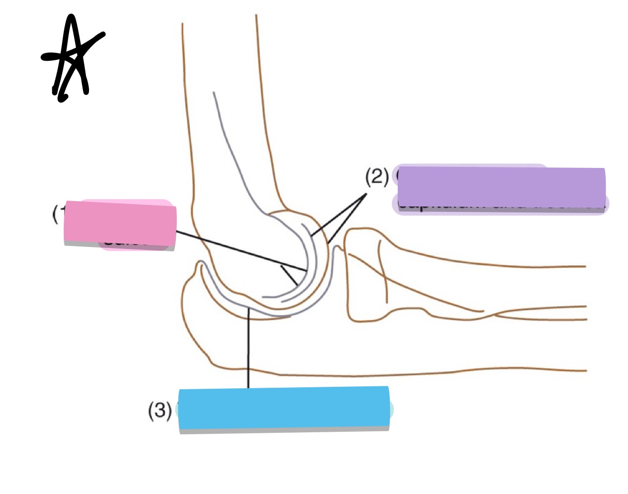 <p>what is the blue pointing to?</p>